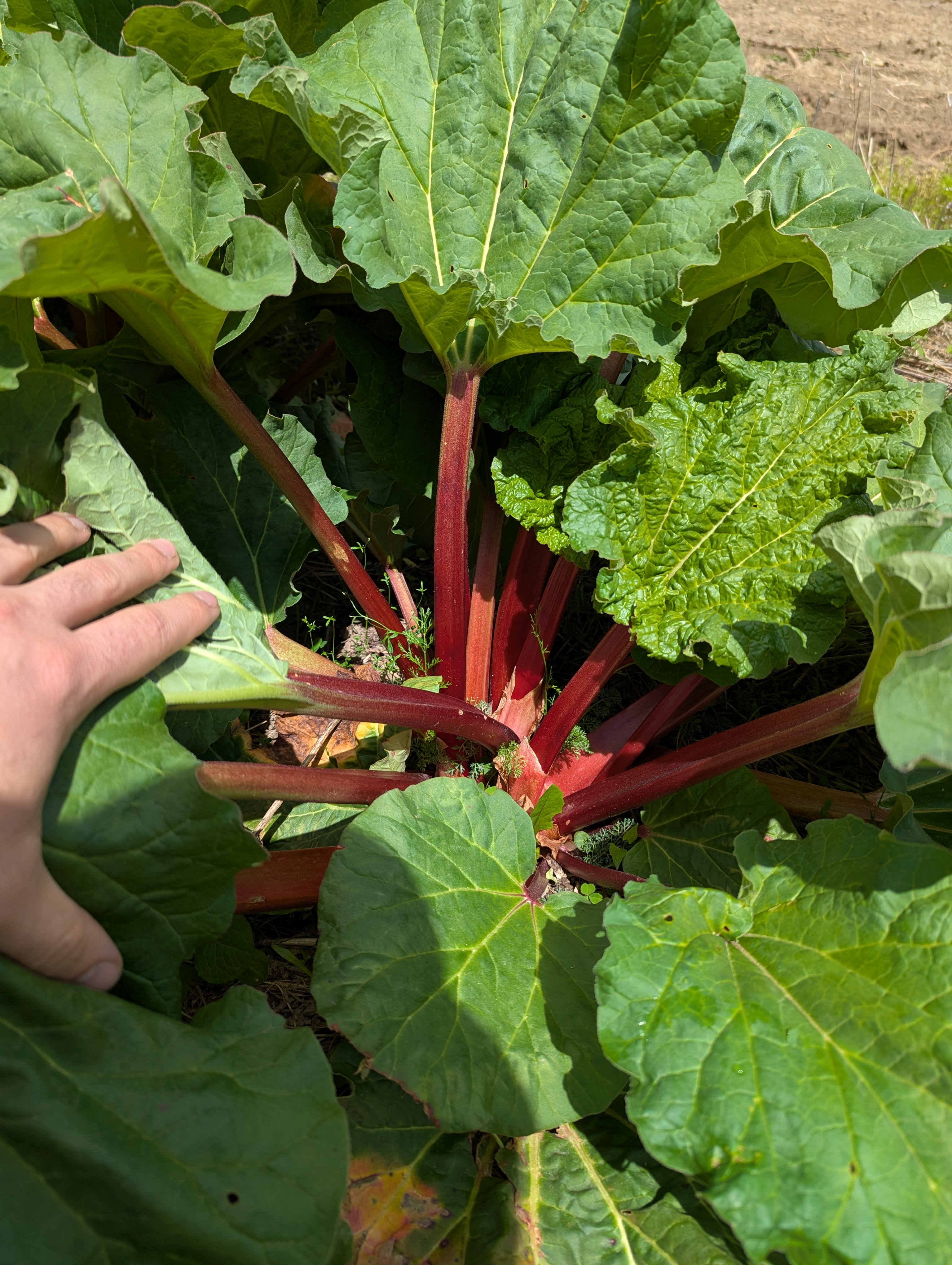 Close-up of a rhubarb plant with large green leaves and thick red stalks, with a person&rsquo;s hand gently holding a leaf for scale.